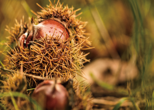 ������Ʒ